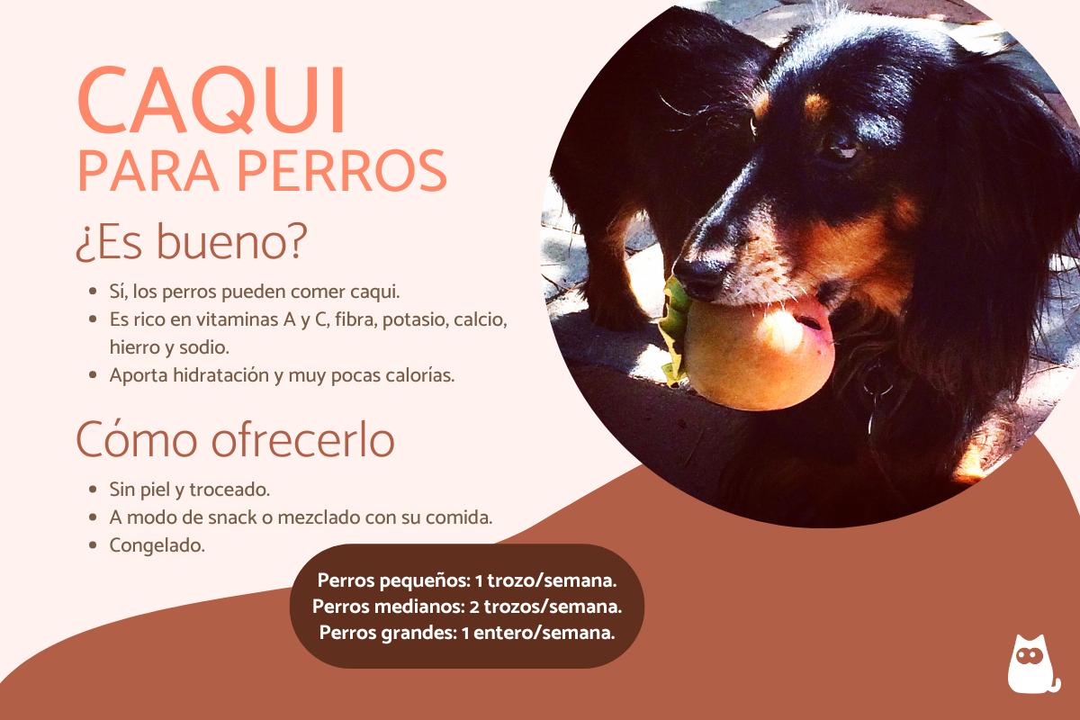 ¿Los perros pueden comer caqui?