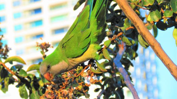 Si ves cotorras en tu jardín o cerca de tu casa no es casualidad: lo que realmente significa y por qué puede ser algo bueno - La verdadera razón por la que cada vez hay más cotorras en jardines y zonas urbanas