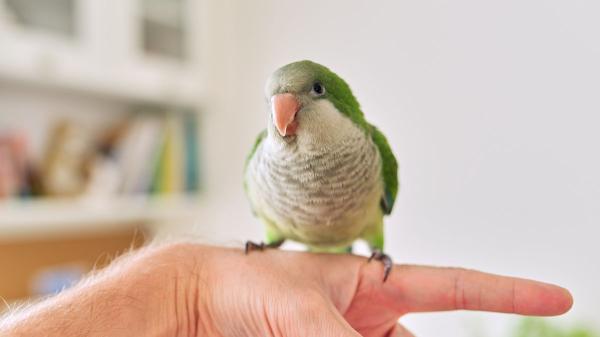 Si ves cotorras en tu jardín o cerca de tu casa no es casualidad: lo que realmente significa y por qué puede ser algo bueno - Las cotorras son expertas en adaptarse a las ciudades
