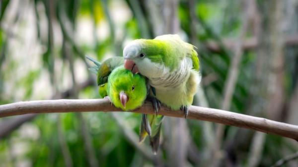 Si ves cotorras en tu jardín o cerca de tu casa no es casualidad: lo que realmente significa y por qué puede ser algo bueno - Lo bueno y lo malo de tener cotorras cerca de casa
