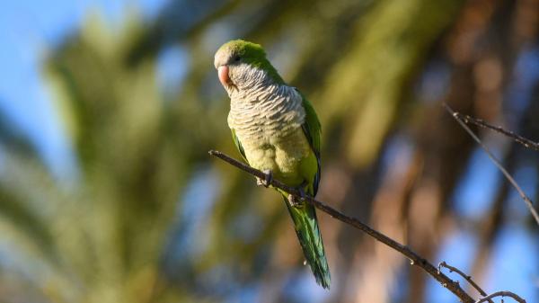 Si ves cotorras en tu jardín o cerca de tu casa no es casualidad: lo que realmente significa y por qué puede ser algo bueno - Más que una señal: ver cotorras en tu jardín o casa dice más sobre tu entorno de lo que imaginas