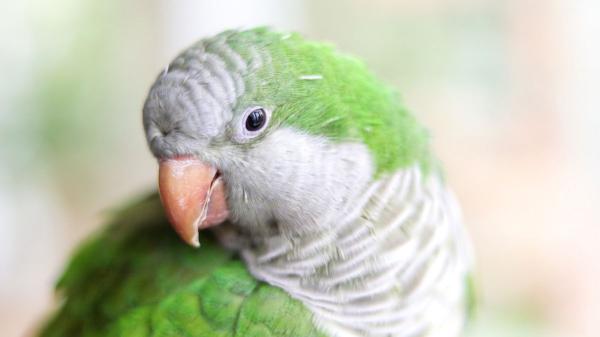 Si ves cotorras en tu jardín o cerca de tu casa no es casualidad: lo que realmente significa y por qué puede ser algo bueno - Qué dice la ciencia sobre la presencia de cotorras cerca de las casas