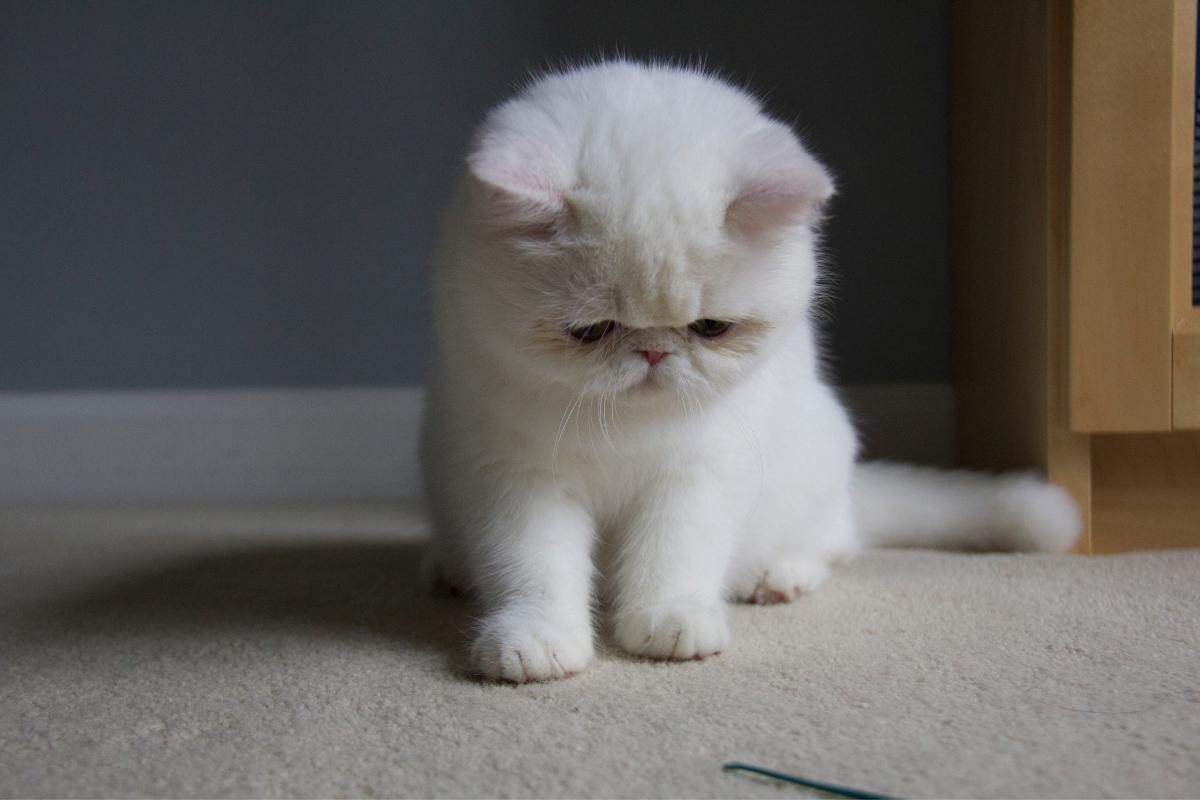 ¿Se puede morir un gato por tristeza?