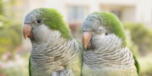 Si ves cotorras en tu jardín o cerca de tu casa no es casualidad: lo que realmente significa y por qué puede ser algo bueno
