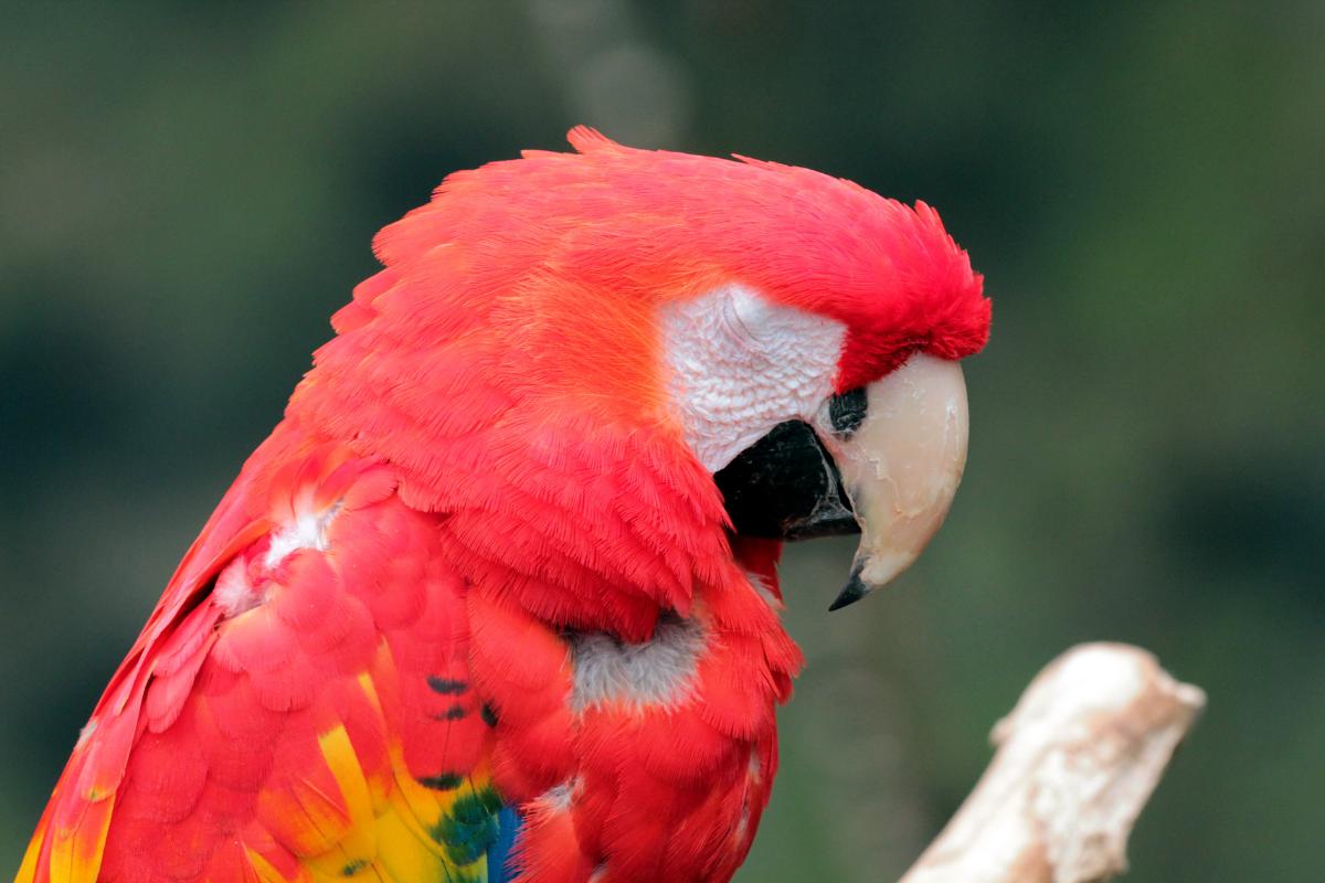 ¿Cómo duermen los pájaros?