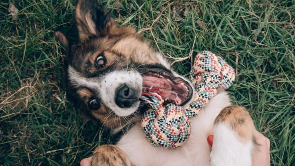Los científicos descubren qué significa realmente que tu perro incline la cabeza cuando le hablas - El descubrimiento que cambió nuestra forma de entender la mente de los perros