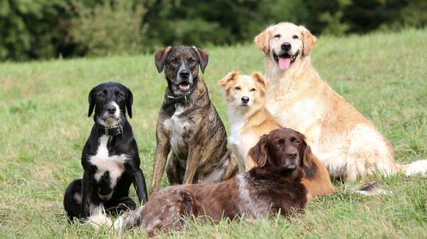 Los científicos descubren qué significa realmente que tu perro incline la cabeza cuando le hablas - La pista que llevó a los investigadores a relacionar este gesto con la memoria canina