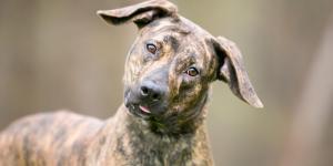 Los científicos descubren qué significa realmente que tu perro incline la cabeza cuando le hablas