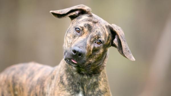 Los científicos descubren qué significa realmente que tu perro incline la cabeza cuando le hablas