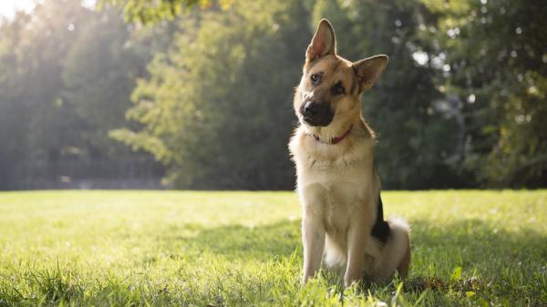 Los científicos descubren qué significa realmente que tu perro incline la cabeza cuando le hablas - Los perros que mejor aprenden palabras también son los que más inclinan la cabeza