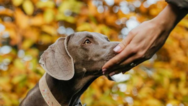 Los científicos descubren qué significa realmente que tu perro incline la cabeza cuando le hablas - Por qué los perros son capaces de interpretar señales humanas mejor que muchos animales