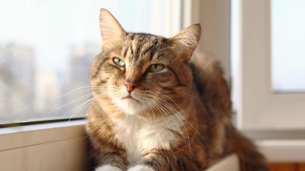 Los veterinarios avisan sobre qué hacer con los gatos en vacaciones: “Es mejor dejarlos en casa que en una residencia” - La ley prohíbe dejar a un gato solo en casa más de tres días seguidos