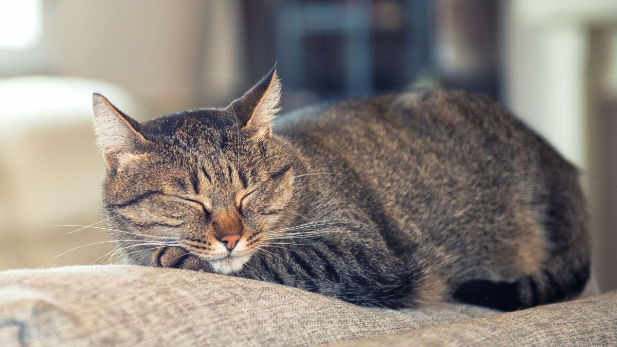 Los veterinarios avisan sobre qué hacer con los gatos en vacaciones: “Es mejor dejarlos en casa que en una residencia”