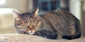Los veterinarios avisan sobre qué hacer con los gatos en vacaciones: “Es mejor dejarlos en casa que en una residencia”