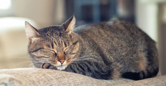 Los veterinarios avisan sobre qué hacer con los gatos en vacaciones: “Es mejor dejarlos en casa que en una residencia”