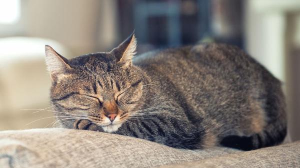 Los veterinarios avisan sobre qué hacer con los gatos en vacaciones: “Es mejor dejarlos en casa que en una residencia”