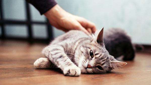 Los veterinarios avisan sobre qué hacer con los gatos en vacaciones: “Es mejor dejarlos en casa que en una residencia” - Para la mayoría de los gatos, quedarse en casa es la mejor opción