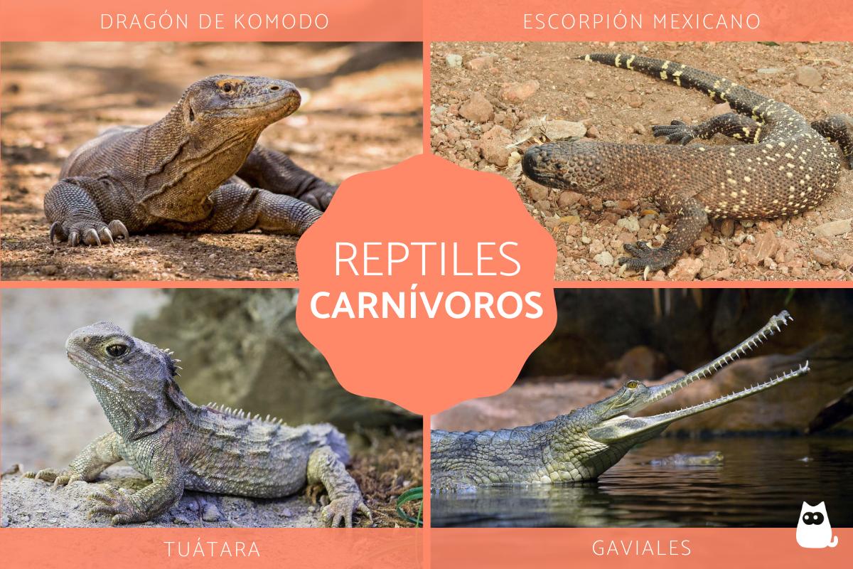 Reptiles carnívoros - Ejemplos y características