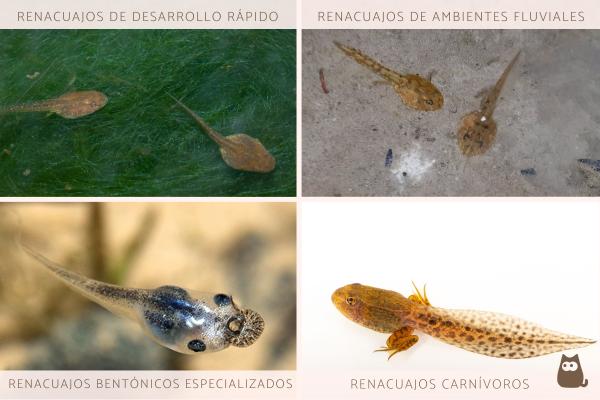 Tipos de renacuajos - ¿Cómo se clasifican los tipos de renacuajos?