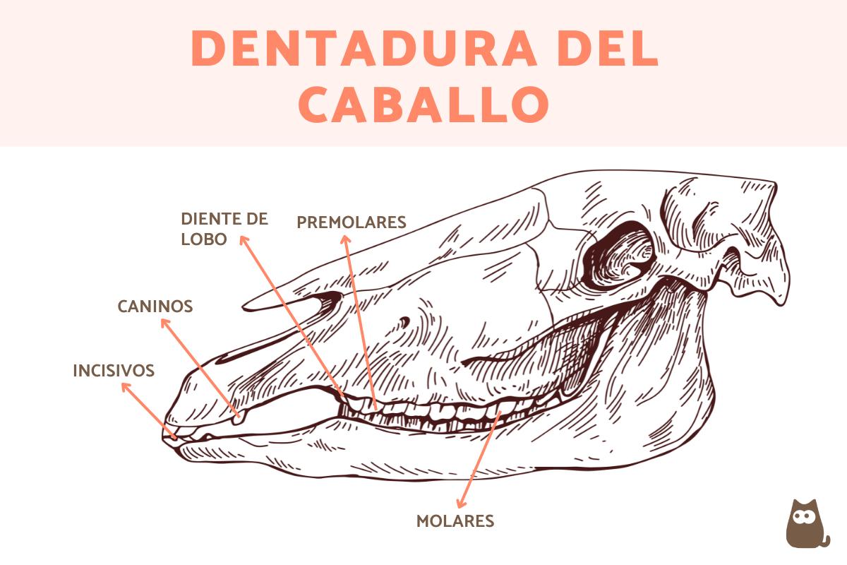 ¿Cuántos dientes tiene un caballo?