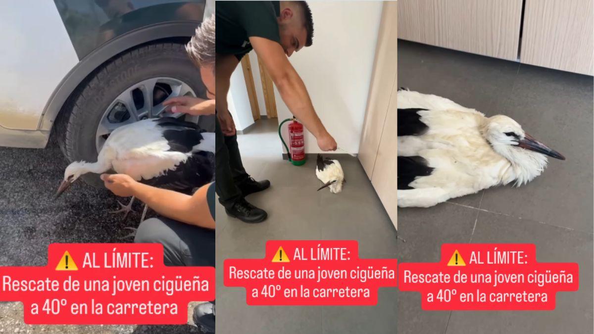 La Guardia Civil rescata una cigüeña al borde del colapso por el calor y el vídeo desata un debate: los expertos explican cómo debe auxiliarse realmente a un ave exhausta