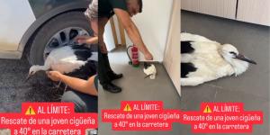 La Guardia Civil rescata una cigüeña al borde del colapso por el calor y el vídeo desata un debate: los expertos explican cómo debe auxiliarse realmente a un ave exhausta