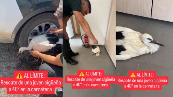 La Guardia Civil rescata una cigüeña al borde del colapso por el calor y el vídeo desata un debate: los expertos explican cómo debe auxiliarse realmente a un ave exhausta