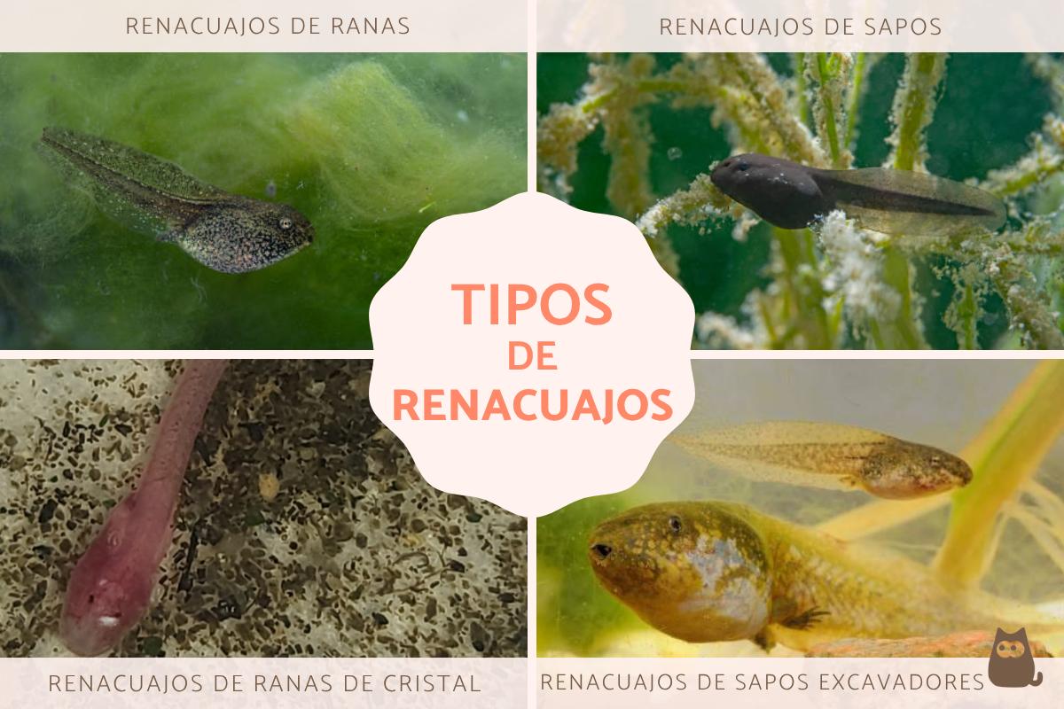 Tipos de renacuajos