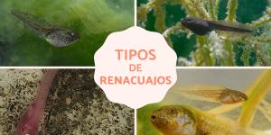 Tipos de renacuajos
