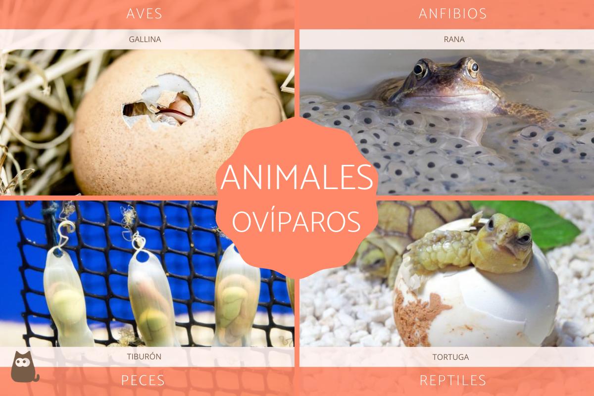 Animales ovíparos - Definición y ejemplos
