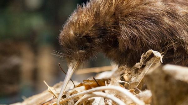 Una isla busca voluntarios para cuidar caballos y ponis: ofrece alojamiento gratis en plena naturaleza de Nueva Zelanda - De tierras agrícolas a refugio de kiwis: así ha cambiado esta isla de Nueva Zelanda