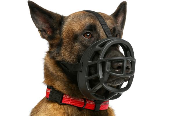 ¿El pastor belga malinois tiene que llevar bozal? - Tipos de bozales para pastor belga malinois 