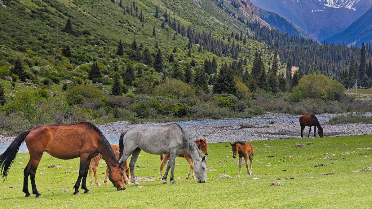 Una isla busca voluntarios para cuidar caballos y ponis: ofrece alojamiento gratis en plena naturaleza de Nueva Zelanda