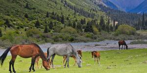 Una isla busca voluntarios para cuidar caballos y ponis: ofrece alojamiento gratis en plena naturaleza de Nueva Zelanda