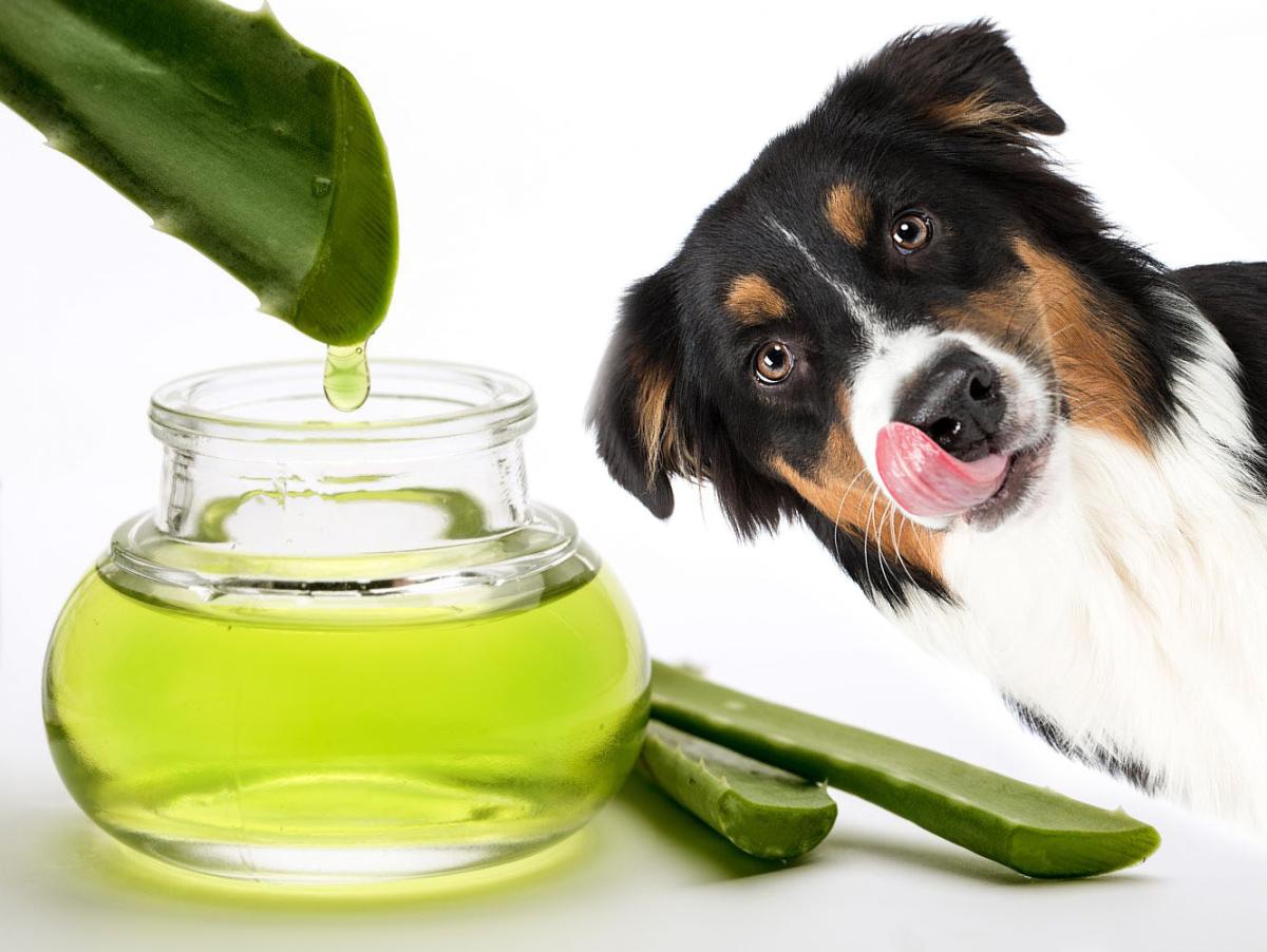 Usos del aloe vera en perros - Beneficios, aplicación y conservación