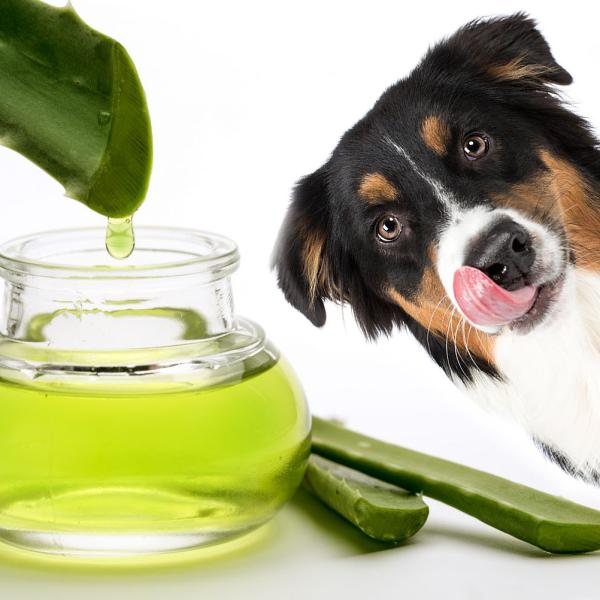 Spider Plant My Dog Ate My Aloe Plant Usos Del Aloe Vera En Perros  Beneficios, Aplicacin Y Conservacin