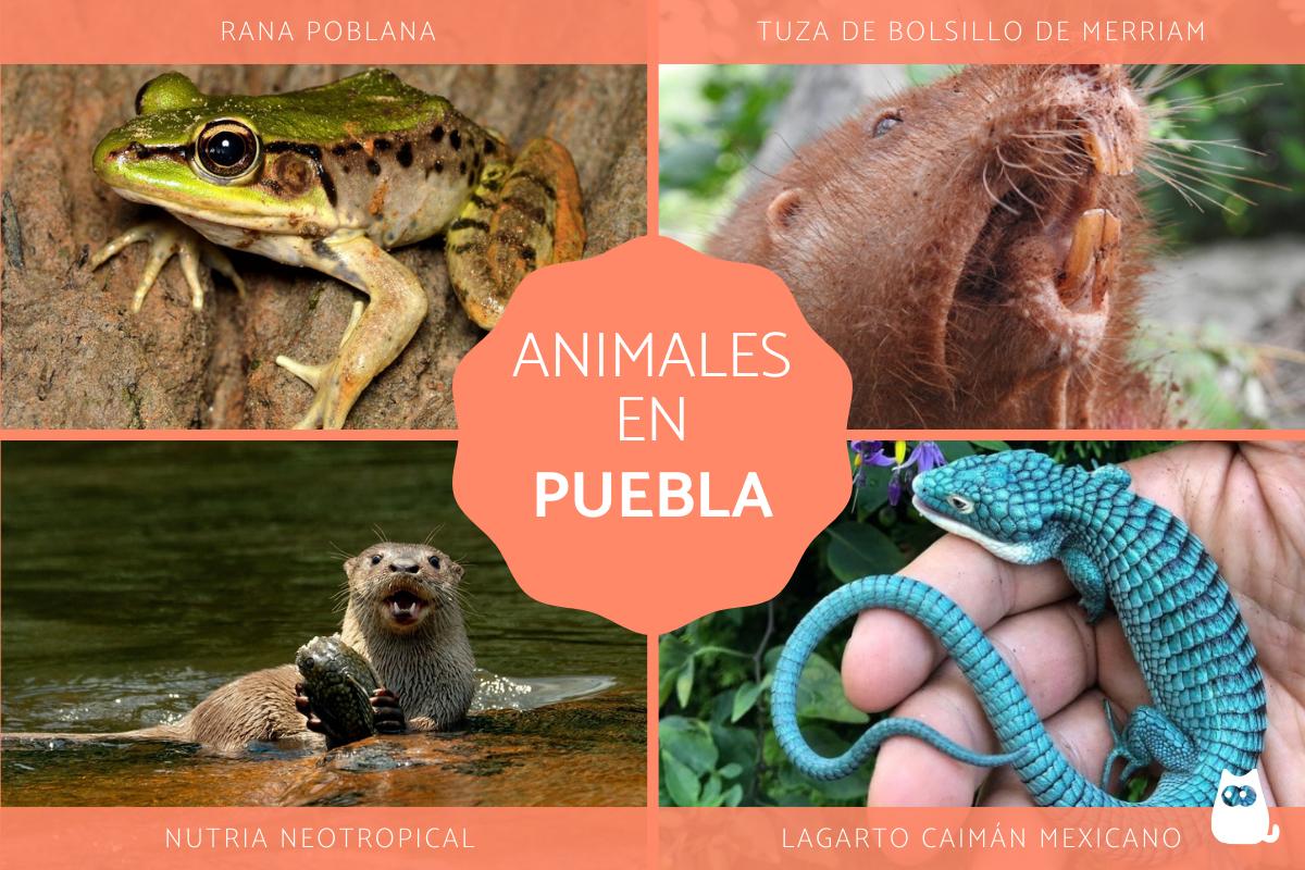 Animales de Puebla