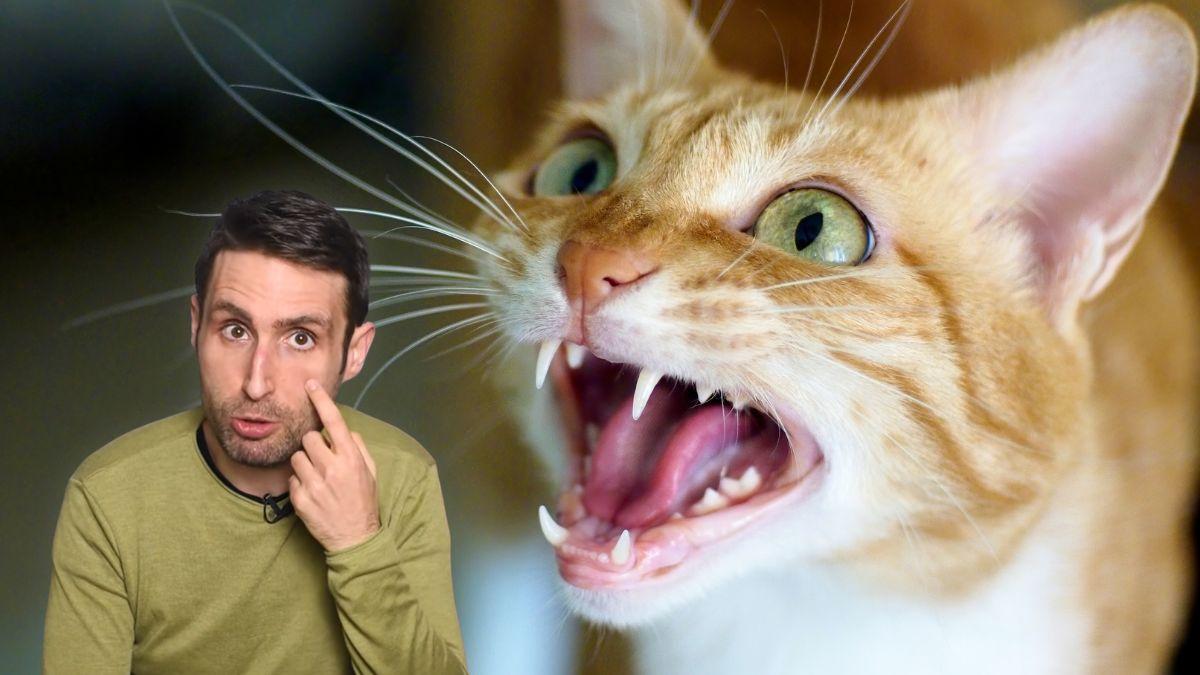 Carlos Gutiérrez, veterinario: “El dolor en los gatos es tan difícil de detectar que muchos dueños confunden sus señales con simples cambios de carácter”