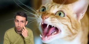 Carlos Gutiérrez, veterinario: “El dolor en los gatos es tan difícil de detectar que muchos dueños confunden sus señales con simples cambios de carácter”