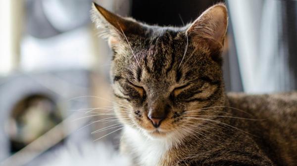 Carlos Gutiérrez, veterinario: “El dolor en los gatos es tan difícil de detectar que muchos dueños confunden sus señales con simples cambios de carácter” - Las posturas y movimientos que delatan que a tu gato le duele algo