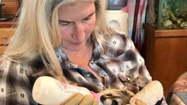 En 2019, una exmarinera mercante encontró a mapache bebé en un barco y su vida cambio para siempre: hoy rescata a decenas de mapaches huérfanos y heridos - Así empezó su labor de rescate de mapaches huérfanos o heridos