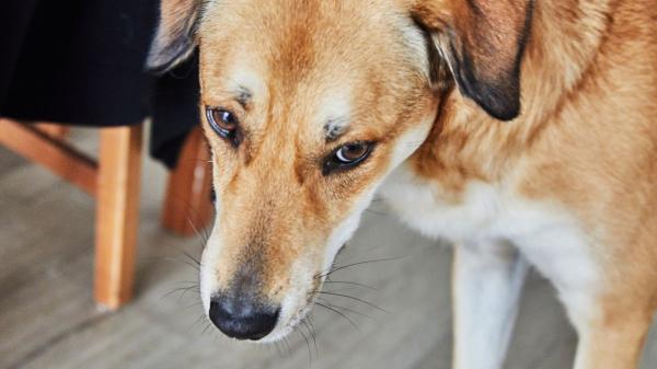 Si tu perro te gruñe y luego te lame, no te está pidiendo perdón: podría estar avisándote de algo (explicado por etóloga canina) - ¿Cómo actuar cuando tu perro mezcla gruñido y lamido?