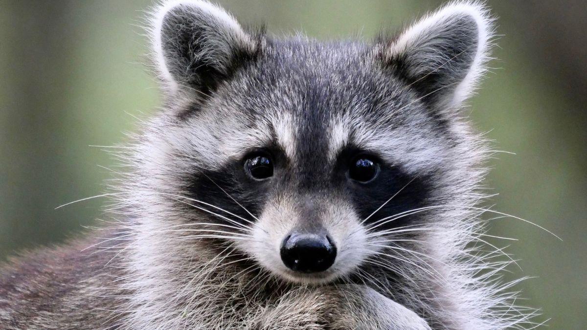 En 2019, una exmarinera mercante encontró a mapache bebé en un barco y su vida cambio para siempre: hoy rescata a decenas de mapaches huérfanos y heridos