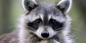 En 2019, una exmarinera mercante encontró a mapache bebé en un barco y su vida cambio para siempre: hoy rescata a decenas de mapaches huérfanos y heridos