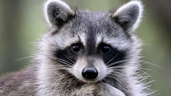 En 2019, una exmarinera mercante encontró a mapache bebé en un barco y su vida cambio para siempre: hoy rescata a decenas de mapaches huérfanos y heridos