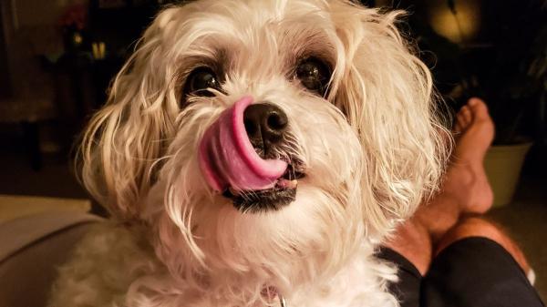 Si tu perro te gruñe y luego te lame, no te está pidiendo perdón: podría estar avisándote de algo (explicado por etóloga canina) - Las señales corporales que no debes ignorar para entender su comportamiento