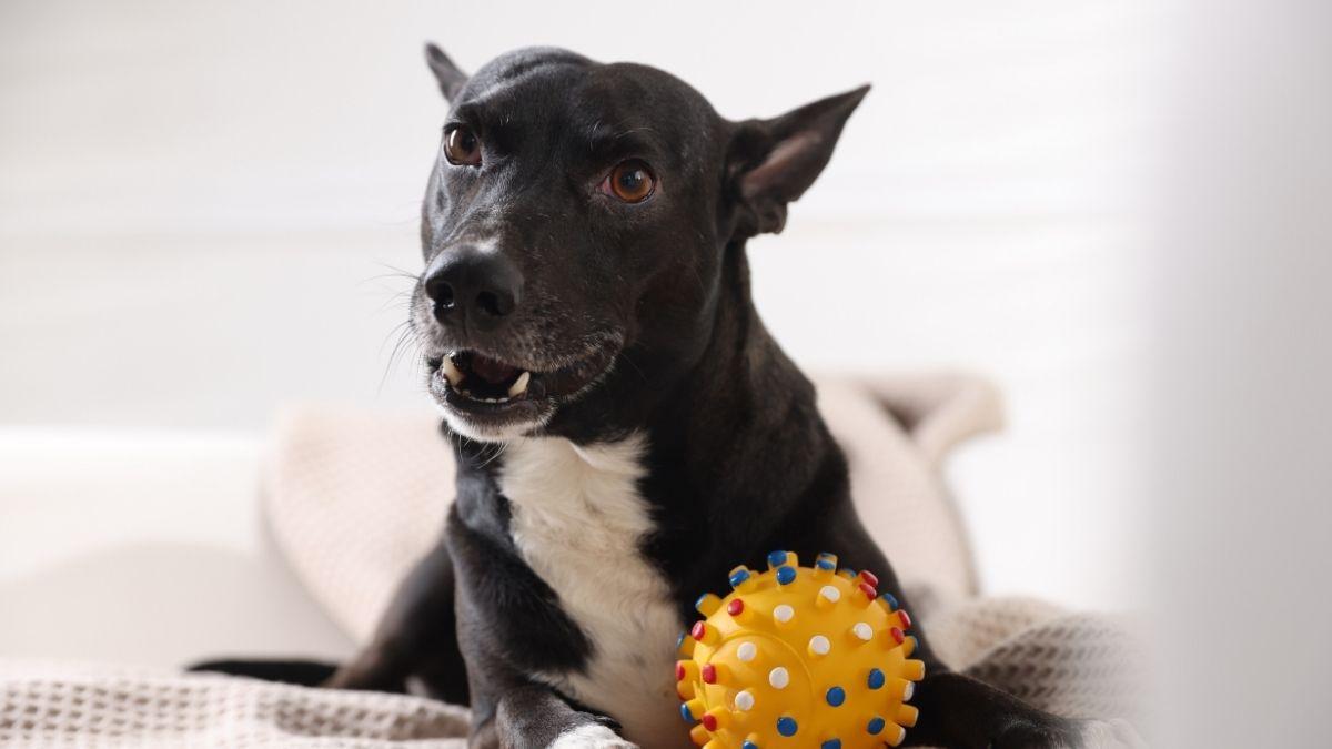 Si tu perro te gruñe y luego te lame, no te está pidiendo perdón: podría estar avisándote de algo (explicado por etóloga canina)