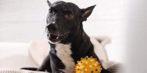 Si tu perro te gruñe y luego te lame, no te está pidiendo perdón: podría estar avisándote de algo (explicado por etóloga canina)