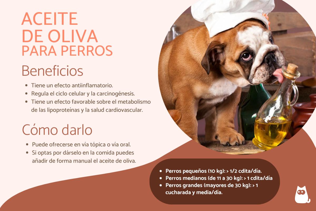 Usos y beneficios del aceite de oliva para perros
