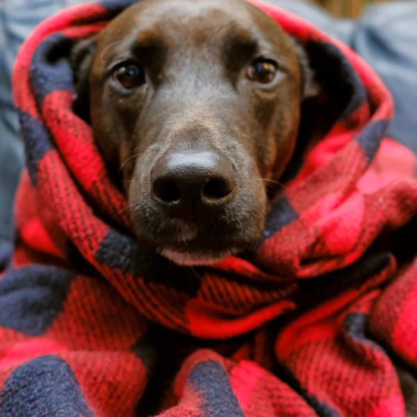 qué frío es demasiado frío para que un perro esté afuera